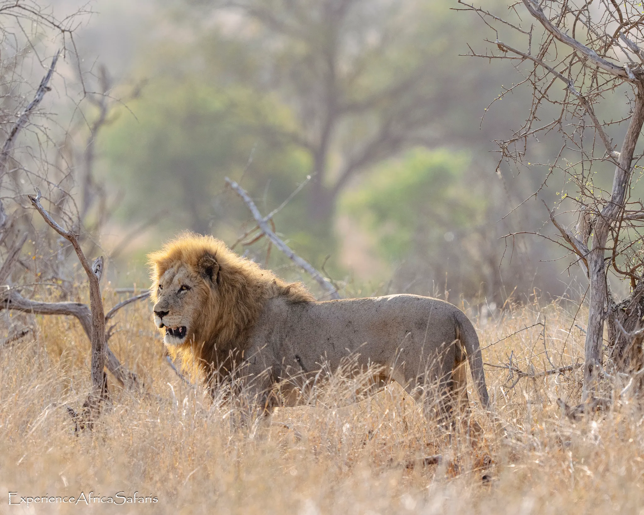 Lion in the Kruger